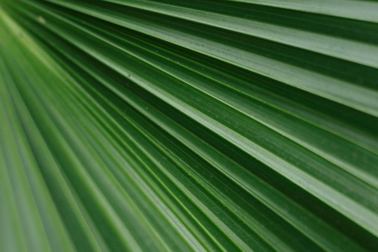 Botánica