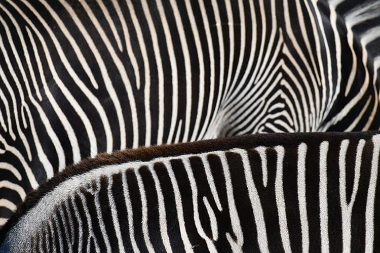Fauna