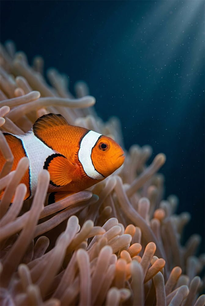 Coralfire