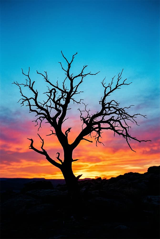 Sentinel