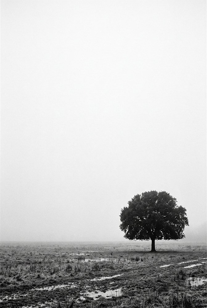 Stasis